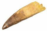 Real Spinosaurus Tooth - Huge Dinosaur Tooth #307931-1